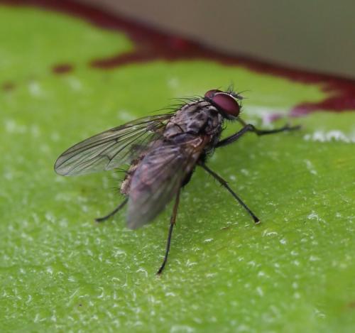 Hylemya sp.